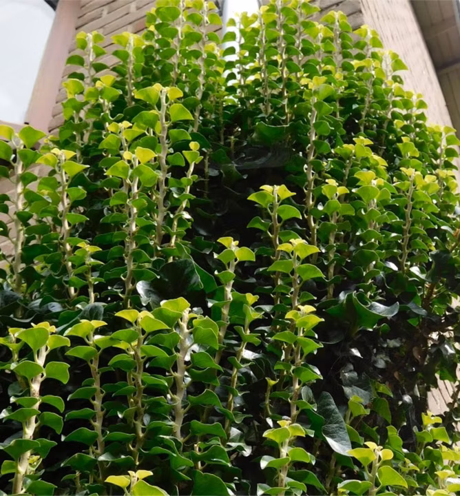 c33ec5342ef3e5eb6f595ad3c18fbac2