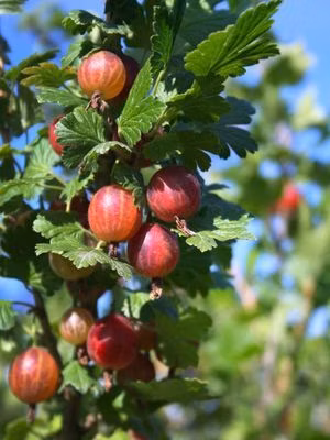 c346b88986291d330868731901b2c0d2