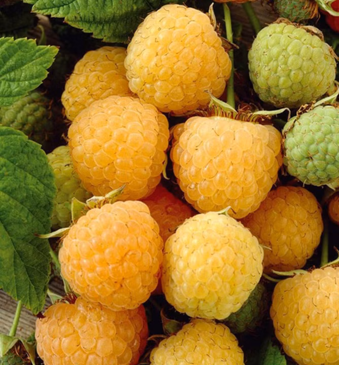 c366dcb6caf96f185be7245787e36bf5