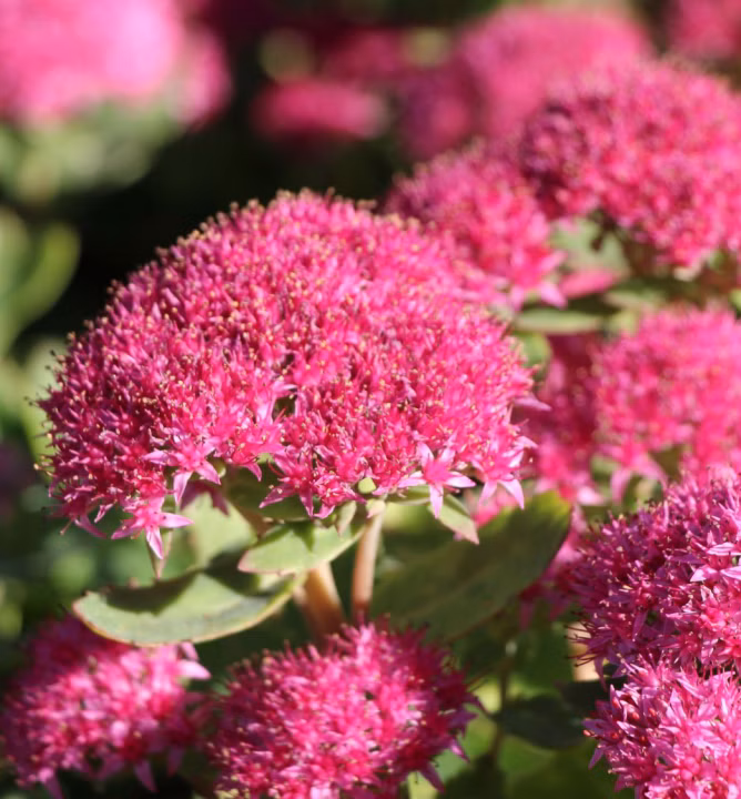 c36e84db4ffc4a528dfae49b3c88f971