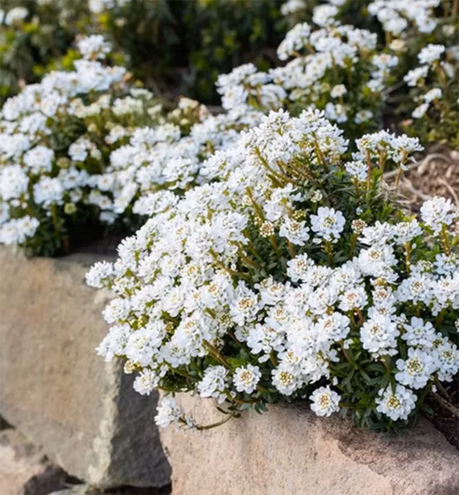 c3735330947412b4866ee80c984a6b4c