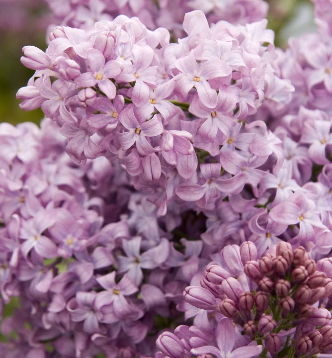 c3925db0c567657bfec214d46af60d70