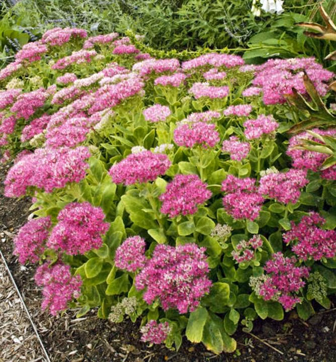 c3a728e37da06de3a01b659ce3497c09