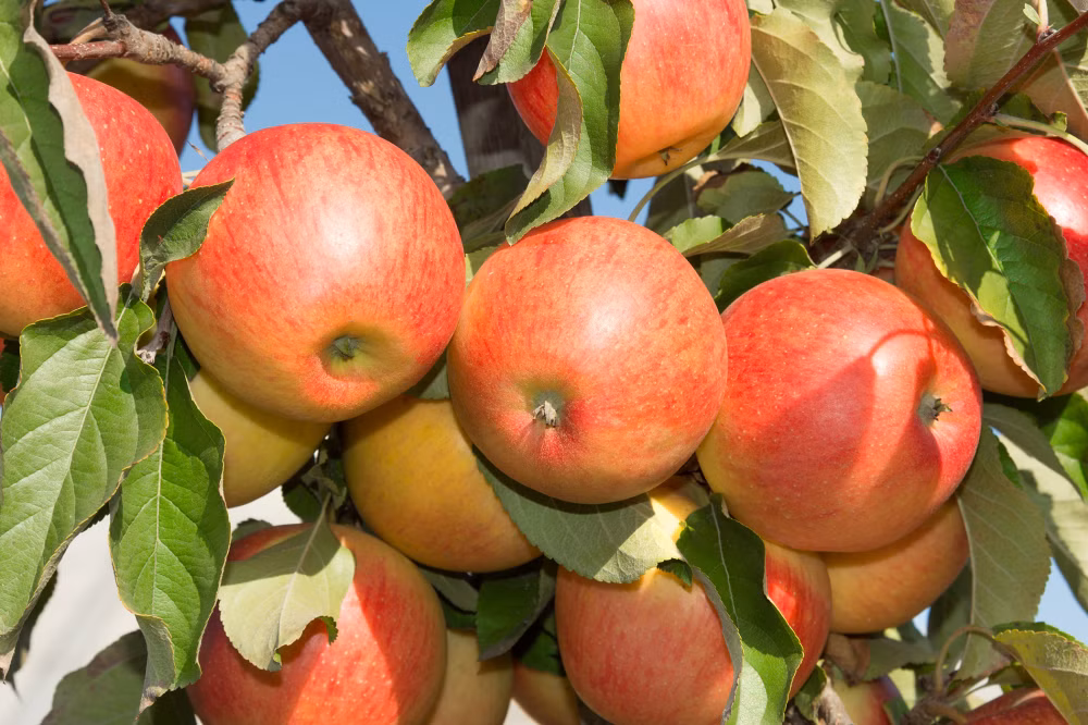 c418c387eb21c0ba22504854d848e544