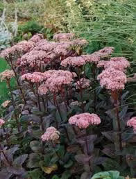 c4416e3e23b36060ee37b8fbbb198655