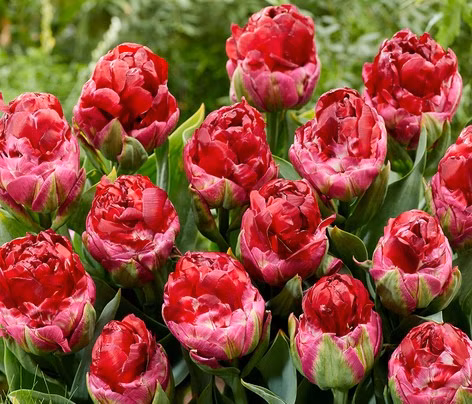 c443aa18d69f6cb4f99bff2ea84d3c39