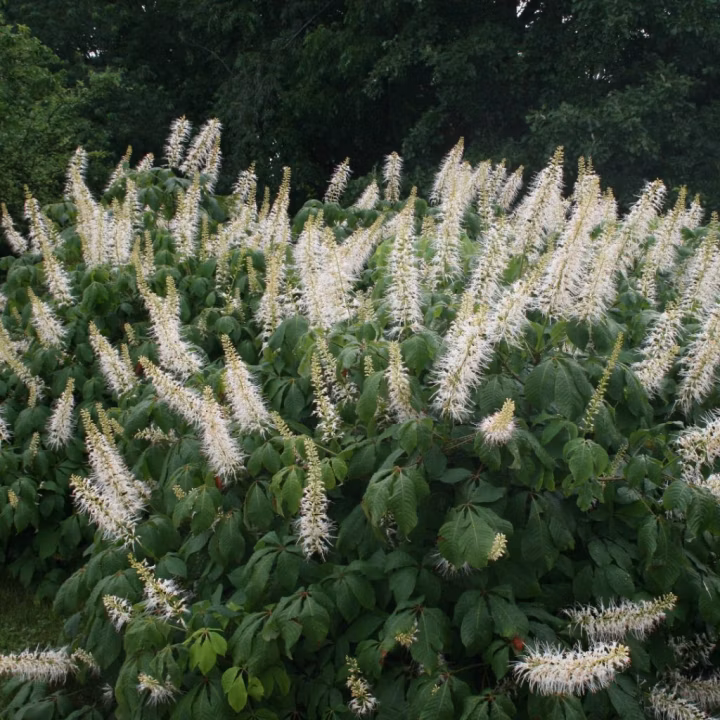 c44667200ac2346f1e127f671a2b10bb