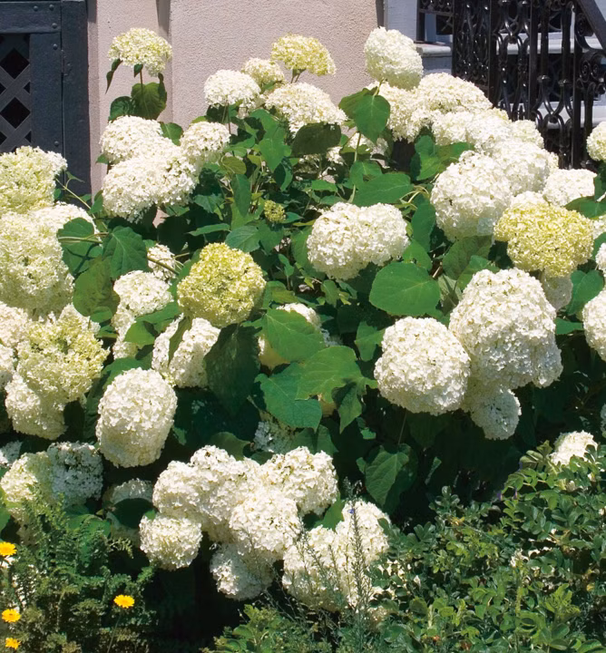 c448b374a260004068a88914a7970666