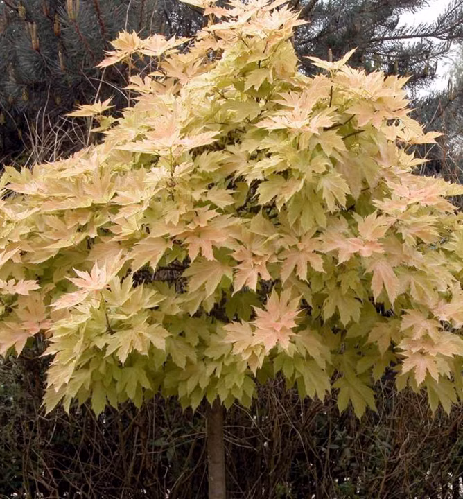 c462fd42a1b93b9dc3d79372668f6b4e