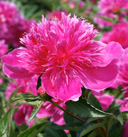 c494f1d1706b2989c432c0689554269d