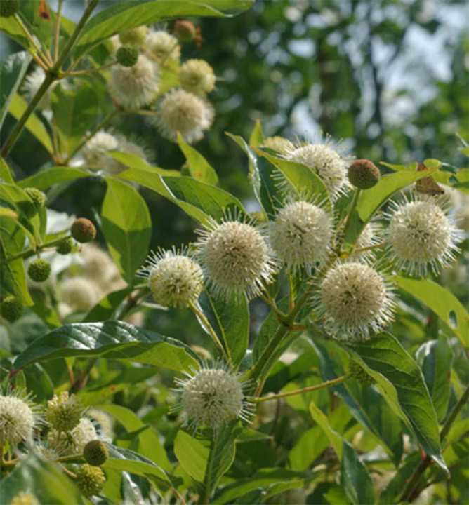 c4b8963fb22b68a6ec9ec5538a13259b