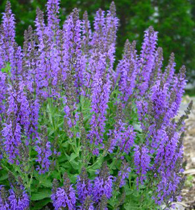 c4e8af9f14242927429c248ba59971ff