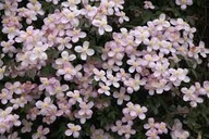 c5037956686c630d26112e55de7e667c