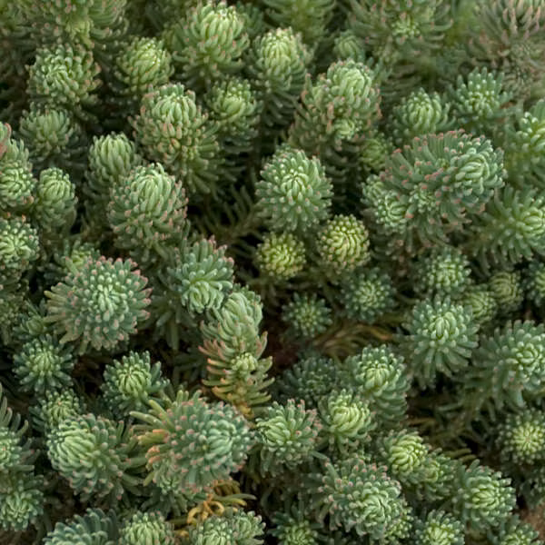 c509ca3bd2526d8543e427c75ce442ab