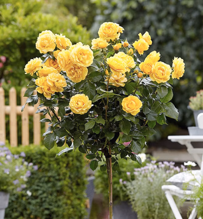 c5351544f3274bf263cbc4fb4bc450e1