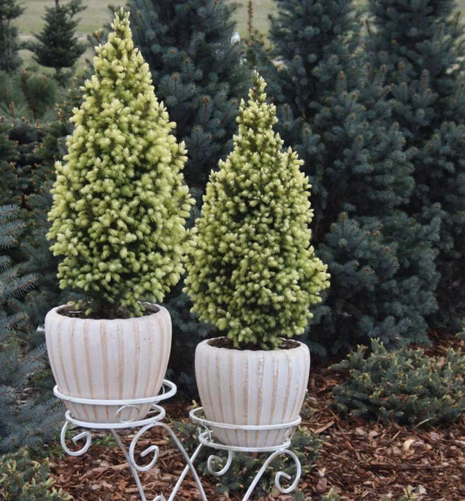 c5615e9d36e931fb011dc5ed4ae78a78