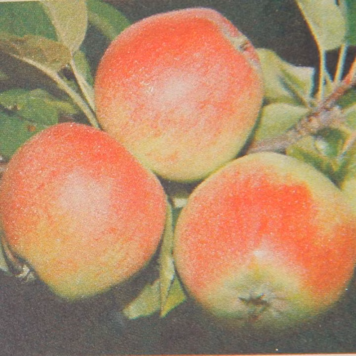 c5b4dc869b3aab29f931c5c2cdf536f1