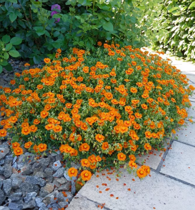 c5b90ee056e10ba3e1df32394476dd6e