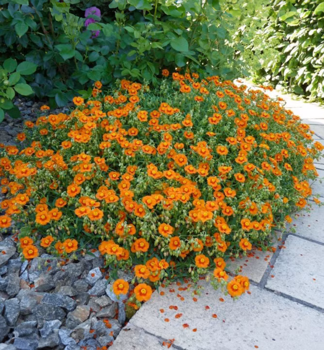 c5b90ee056e10ba3e1df32394476dd6e