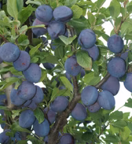 c5fbdfede8d1cd23e7c1943302aa012a