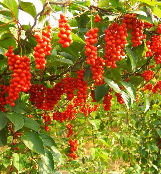 c60150588fb957882de0ec94ead9c983