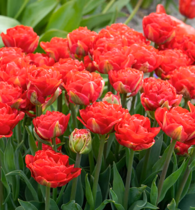 c603837f832520d1300ccf82b6d9f5d5