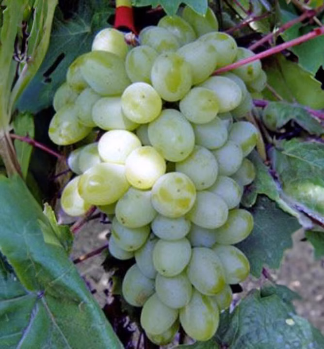 c62ece0c805e46eac48293ebd28b8cc7