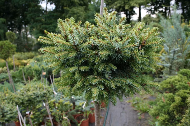 c65ecb7fe66e98cbdda0c01098f2d70c