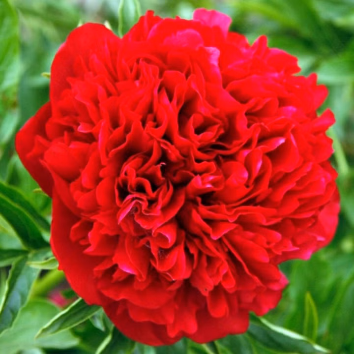 c66490a07c6c804b3bf2d534227ad61e