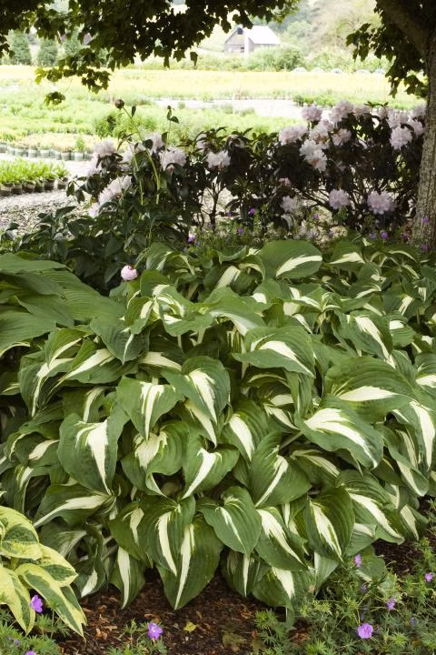 c67008115e2bf14797c88f00da672887