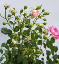c68080e1ae928c44668c668a603b48c4