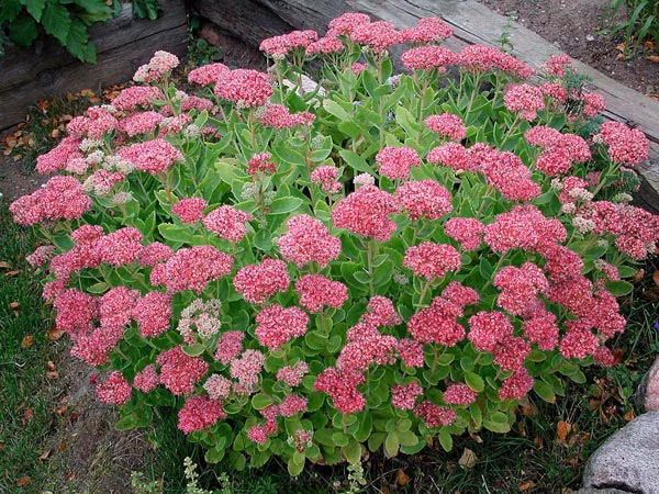 c69b0bfc0d5fed7428470e01cb711c2b