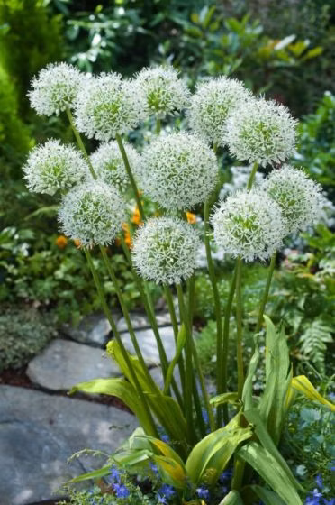 c6c343c62cf49b8e843a20cd7086f115