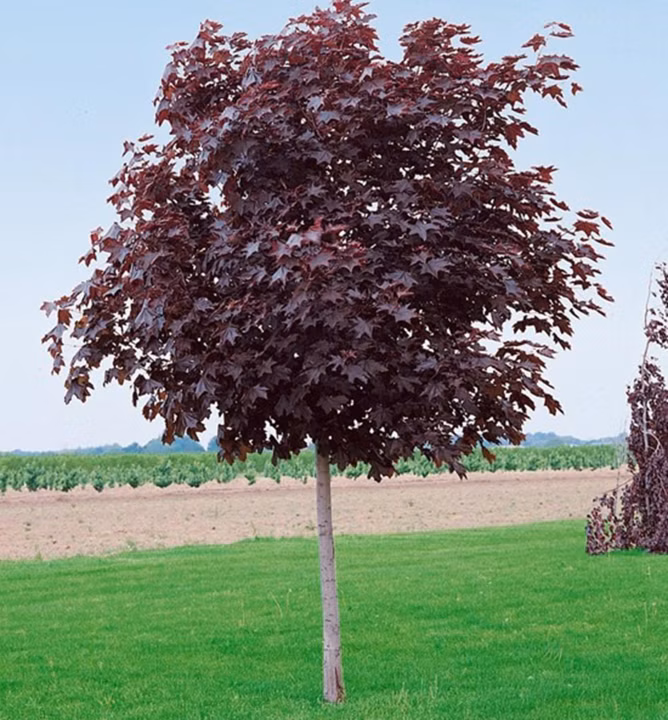 c6d5837fc51083b1ebb8dc91ac45e6a9