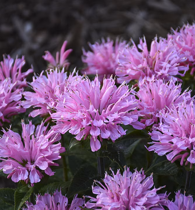 c6d5e27e49b44ee10e06c95c6a97dd29