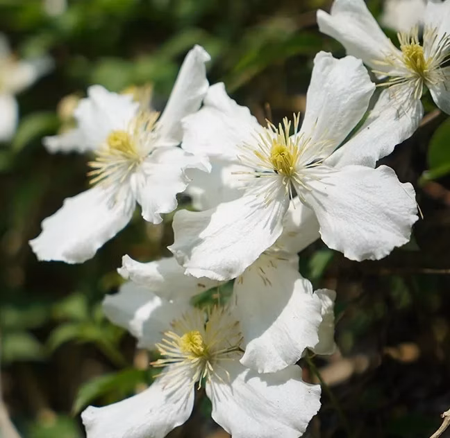 c6deda9b461fdf0b5d71b55c851e6b84