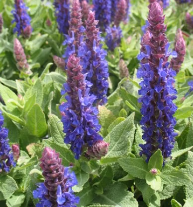 c70e5173e52656e06460f3490326511e