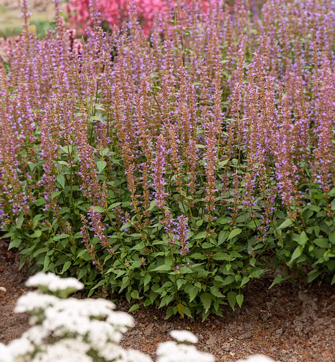 c7217f2b09d8b71cdd7752c669ff3ecc