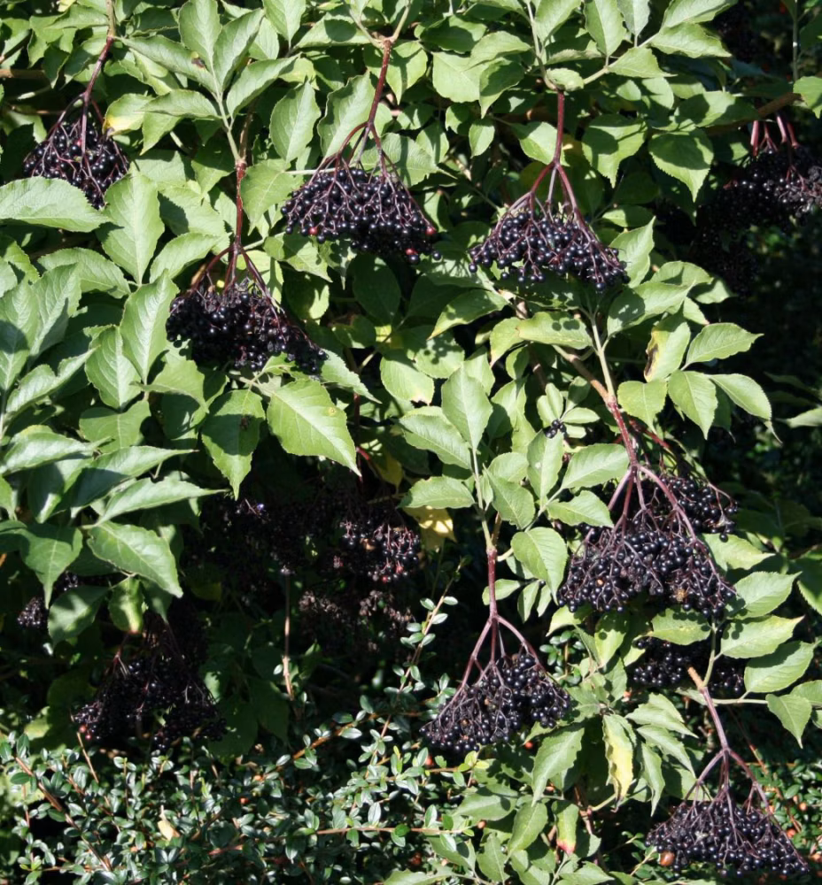 c75aa62d46a8f43f40482c08685fede0