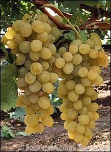 c77be9d4f54d6df04753d45dea8dc183