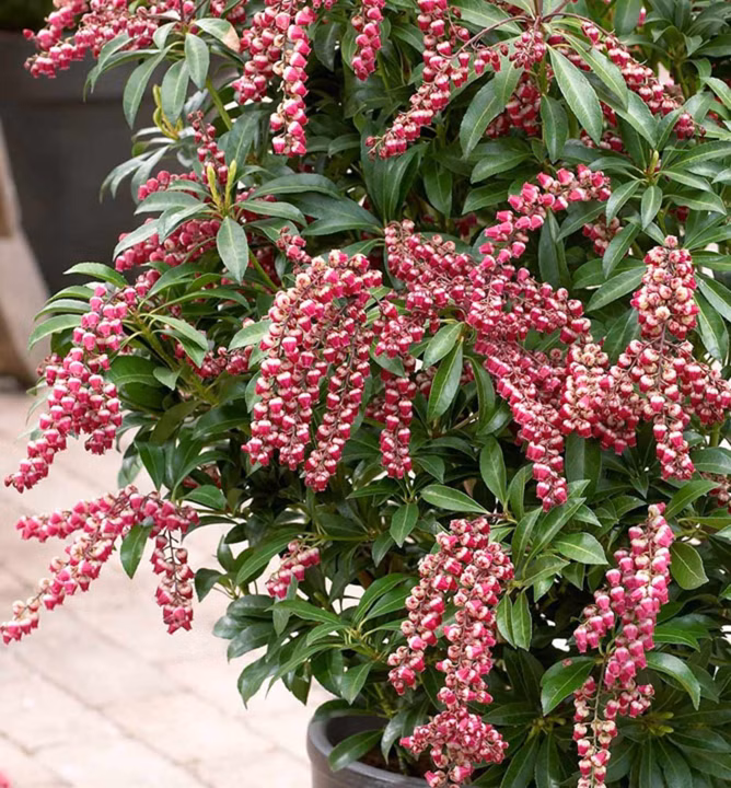 c7927490586e8ce4e077432561e28670