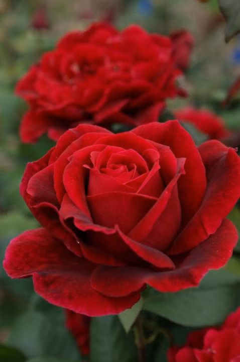 c7e2ea2a5cc809966403d23cb58e5497