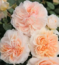 c8597a946b7496c745fbb9183f3e2cf4