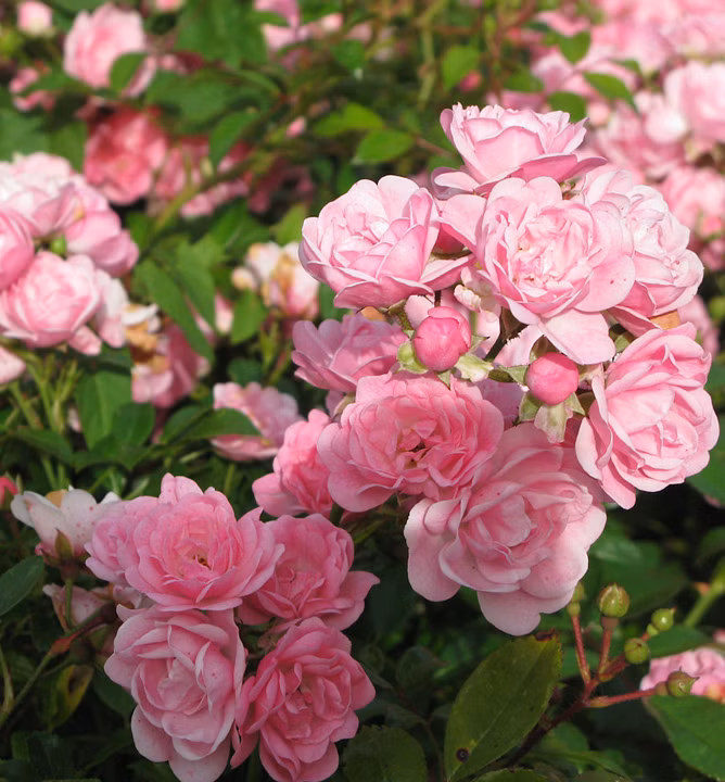 c86251616f1cb488c5a71cccd81df9dd