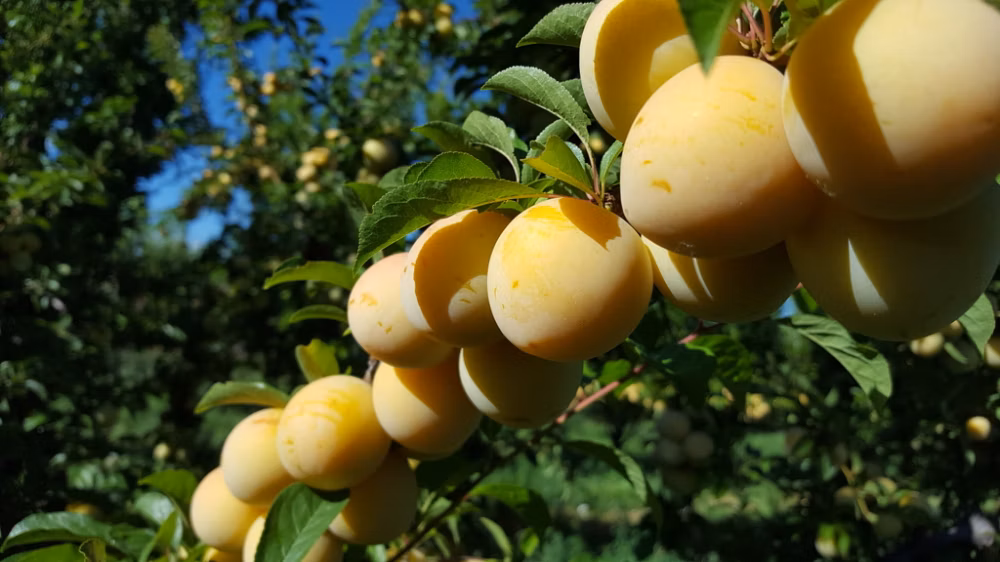 c86a760c82a57d81ca948d4922aeca6c