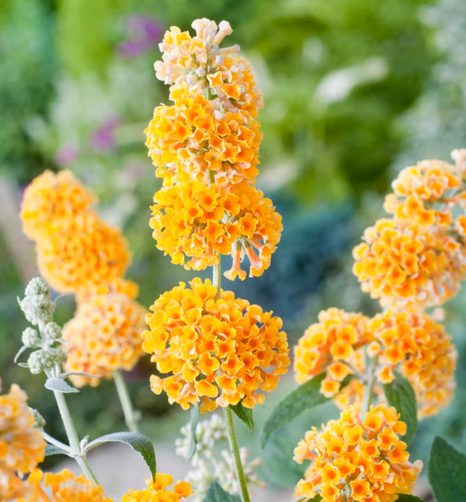 c8afff86b3d762eabc7f5f701207fce2