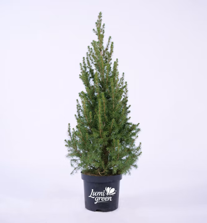 c8c9dd83a9db2dc70ea5cdb7b53e252d