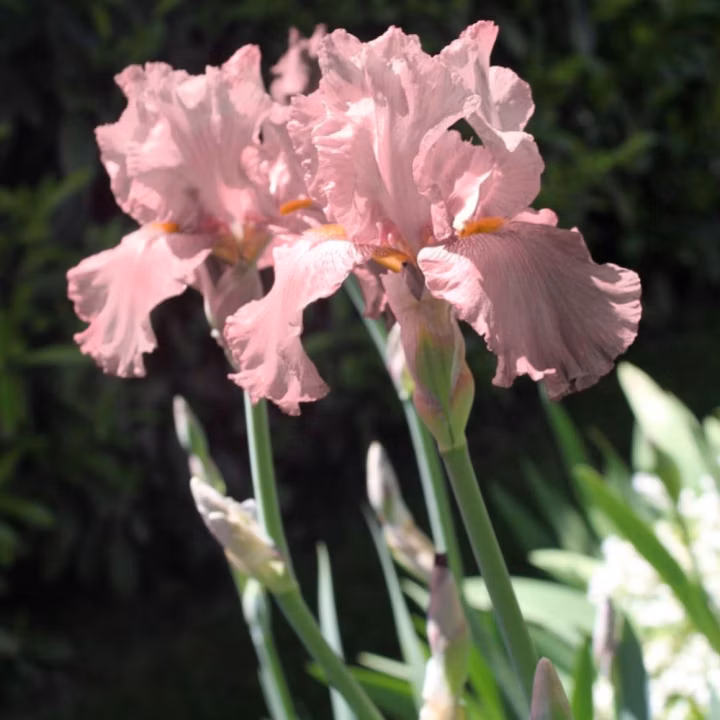 c8ccaebf5e217c8f96db76b6fa545134