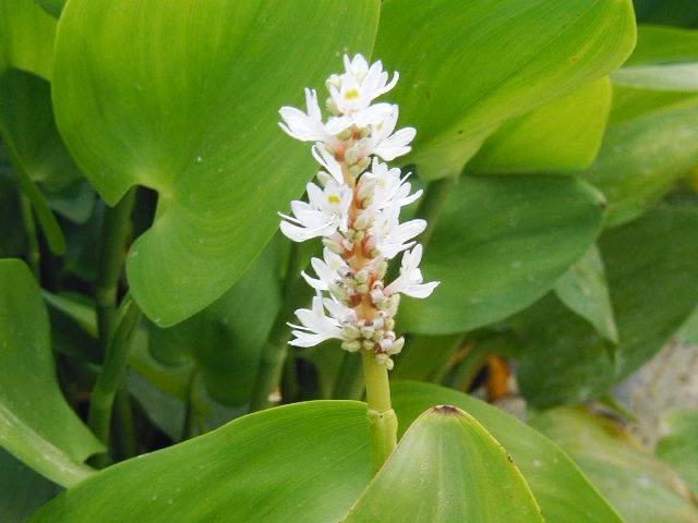 c9129f00ab0242c5d6a2c3493b4c4ea3