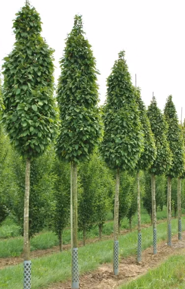 c93cd50aad1867ca853e061553adf9c2